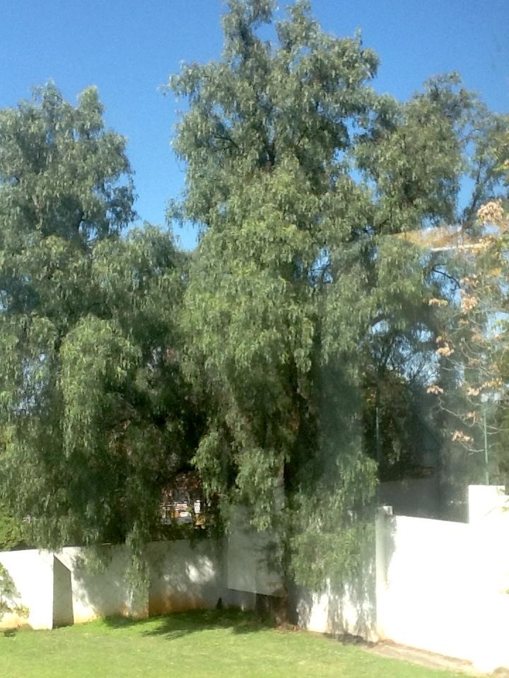 A Short History of the Pepper Tree The Heritage Portal